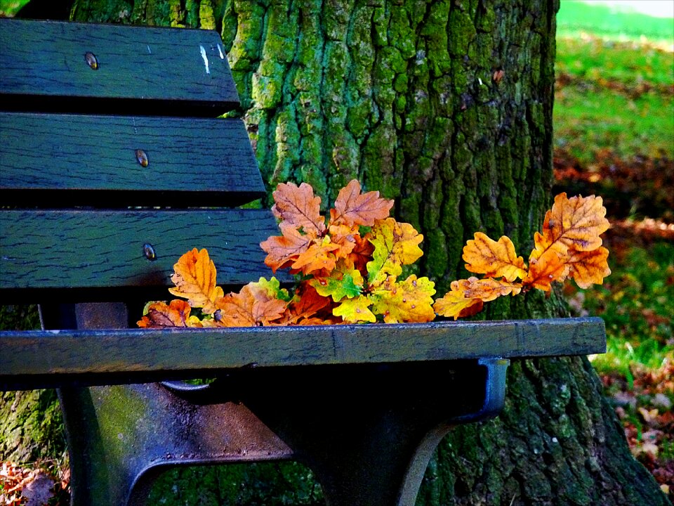 Colorful leaves nature leaves