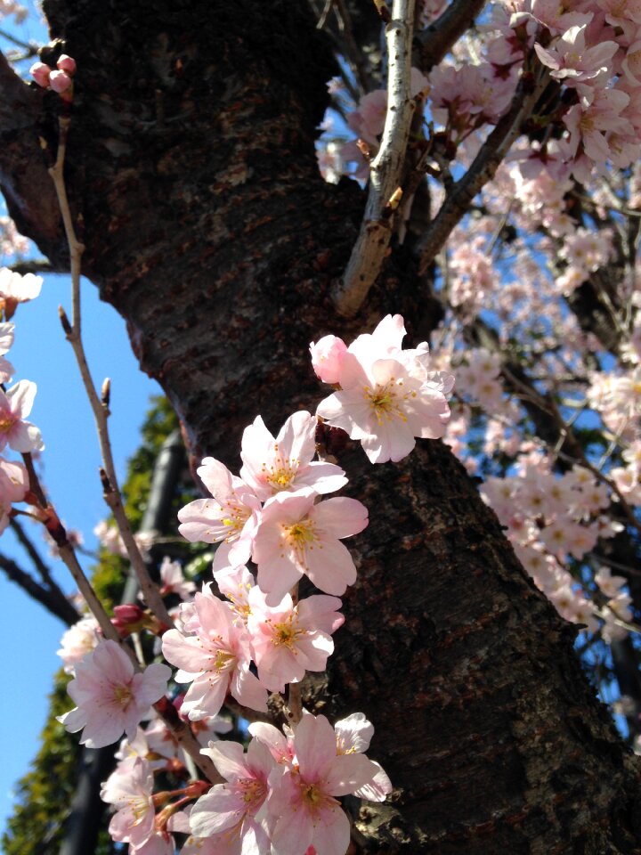 Spring flowers pink flower plants