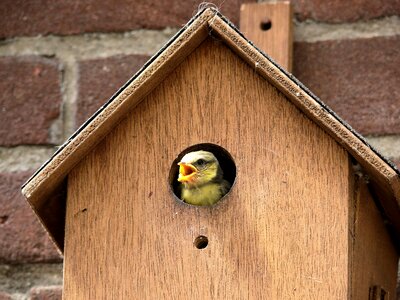 Bird pimpelmeesje birdhouse photo