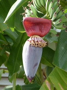Banana flower fruit green healthy
