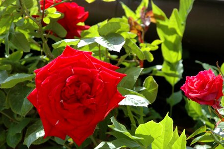 Red roses flower love
