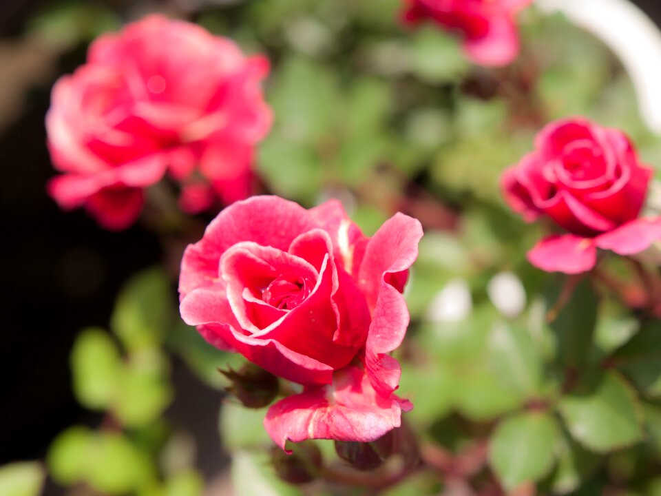 Pink flower miniature roses plant