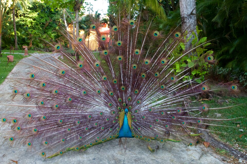 Color elegance texture