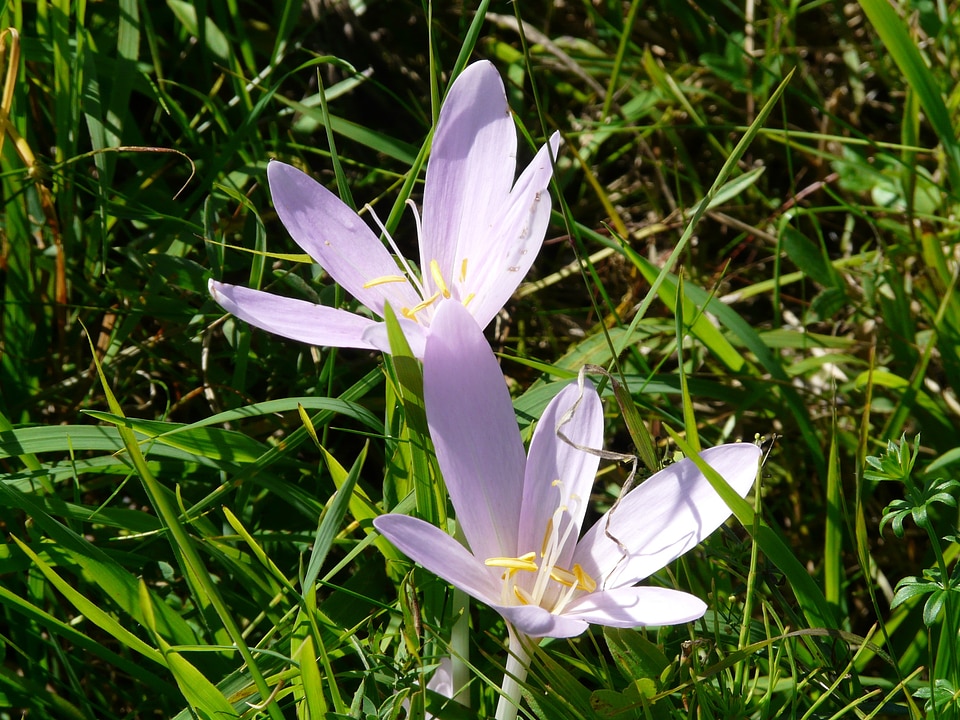 Herbstzeitlose flower purple