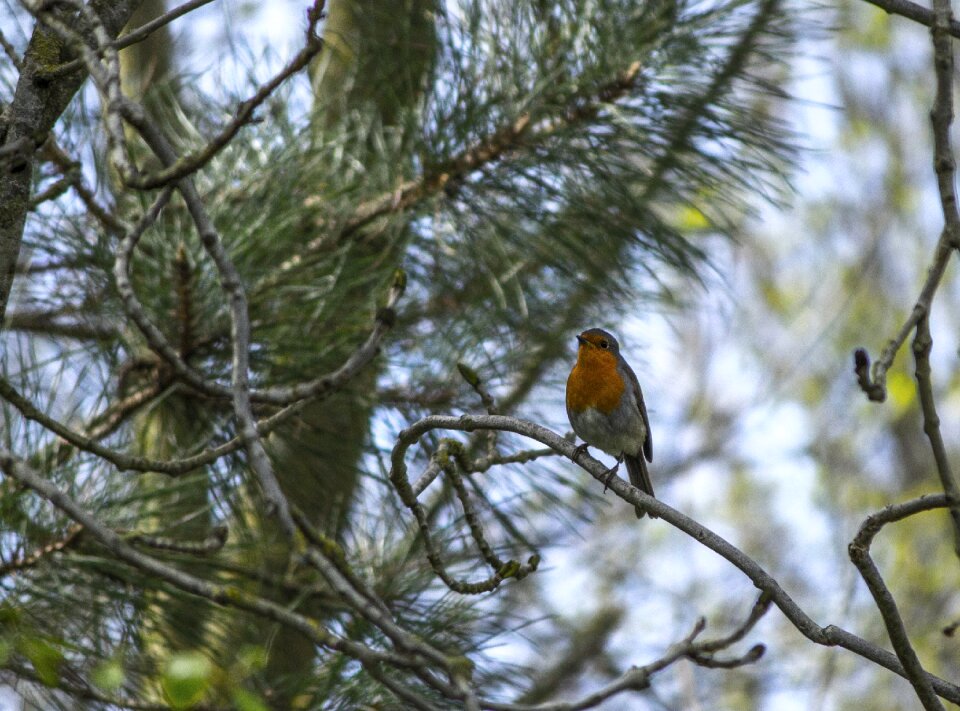 Wildlife animal red
