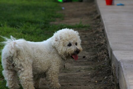 Park grass animal photo