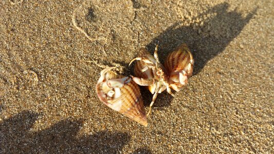 Nature shell hermit photo