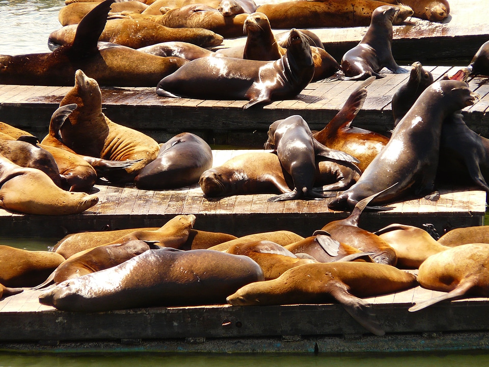 Sea lion animal group