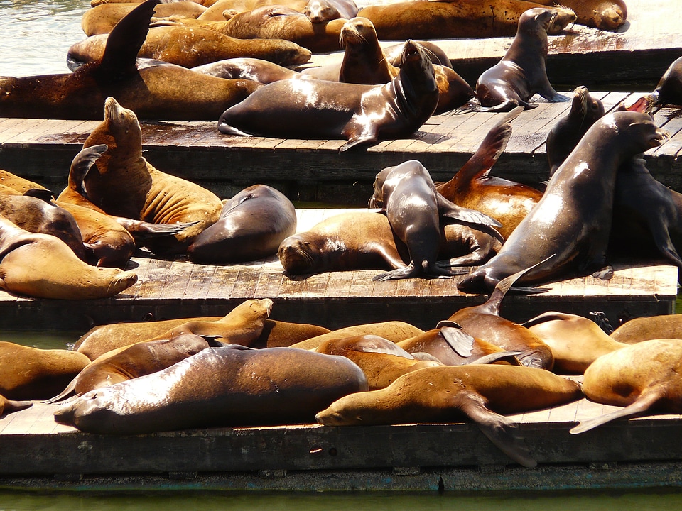 Sea lion animal group photo