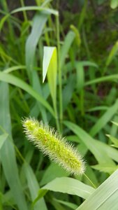 Grass green s