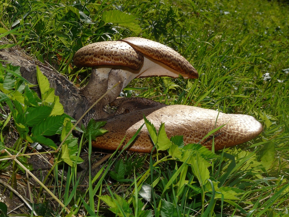 Polyporus squamosus fungal species log