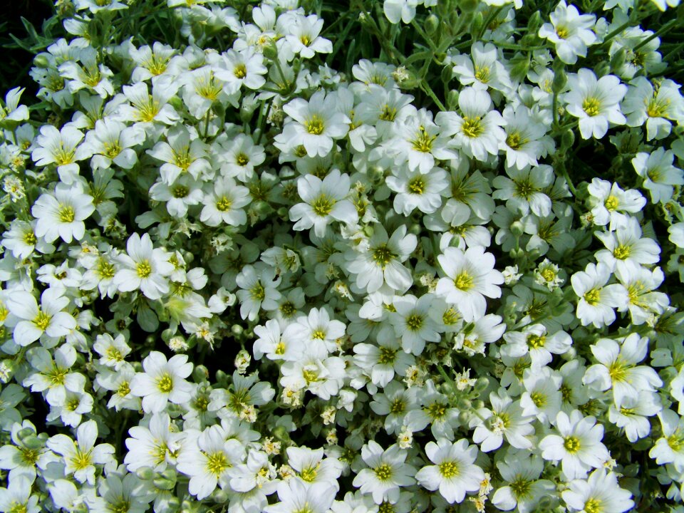 Mézvirág white summer flowers flower garden