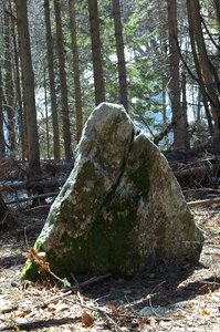 Magic triangle forest