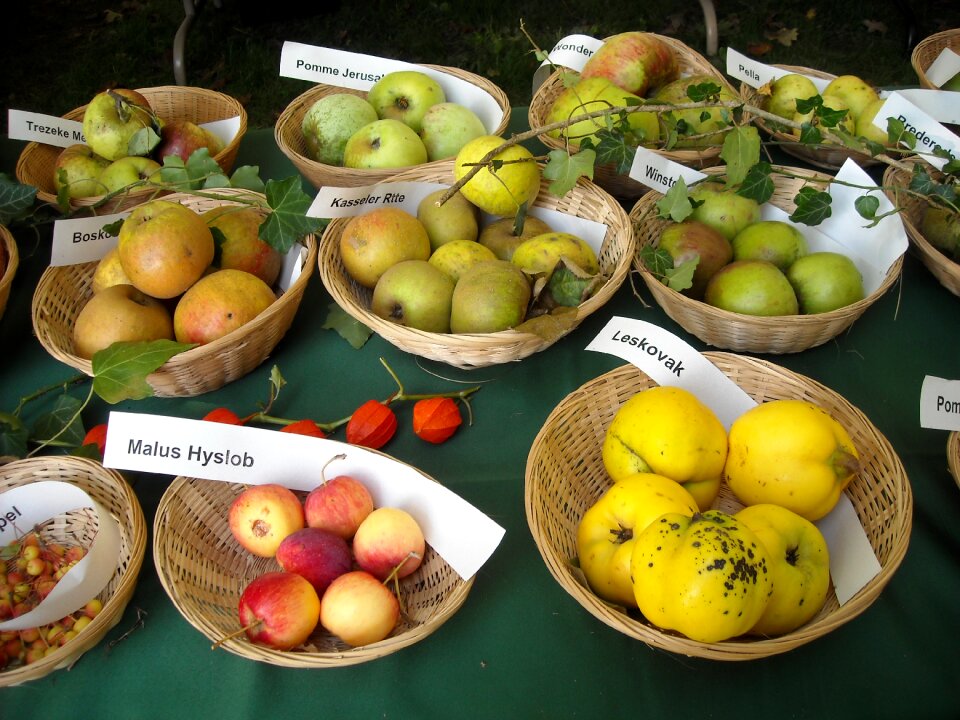 Pomology fruit recognition food