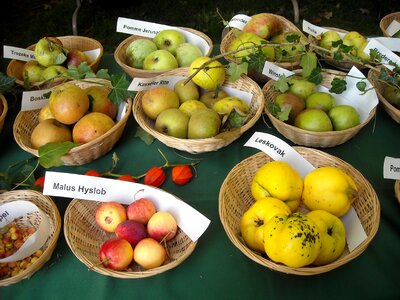 Pomology fruit recognition food