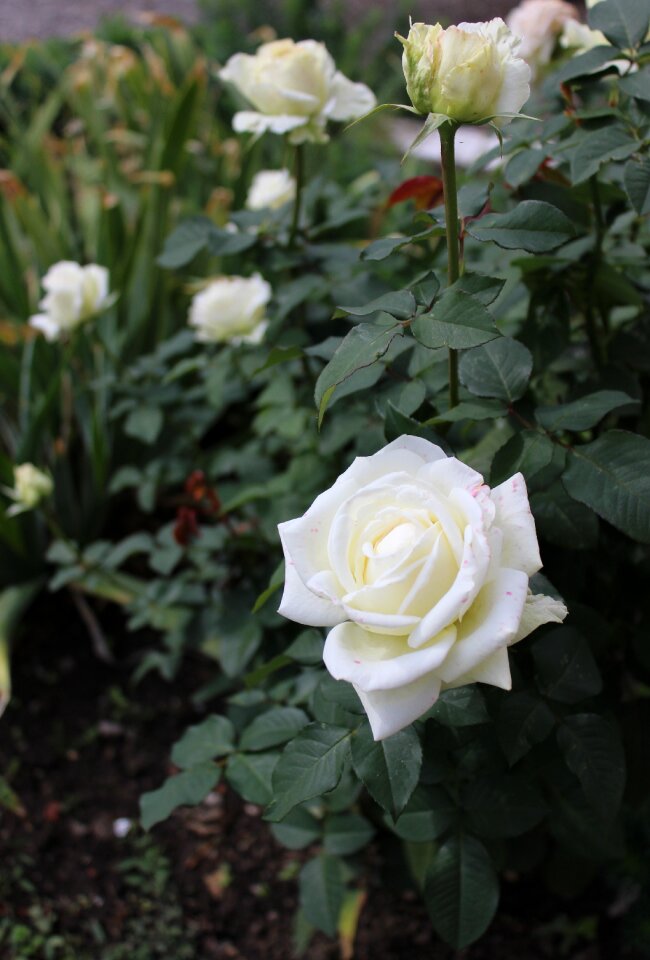 Flower rose bush white rose