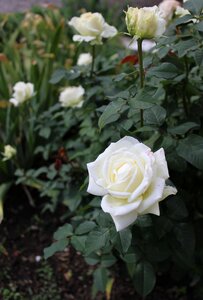 Flower rose bush white rose