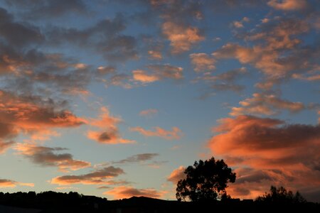 Evening sunset sky tree photo