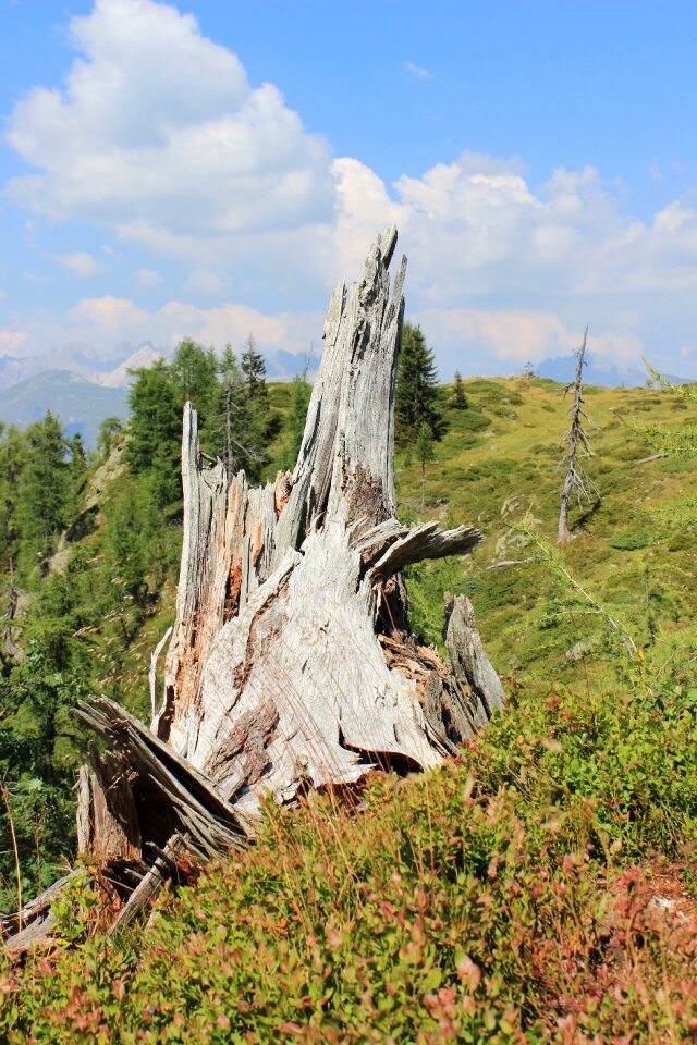 Pasture forest mountains