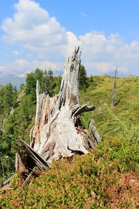 Pasture forest mountains