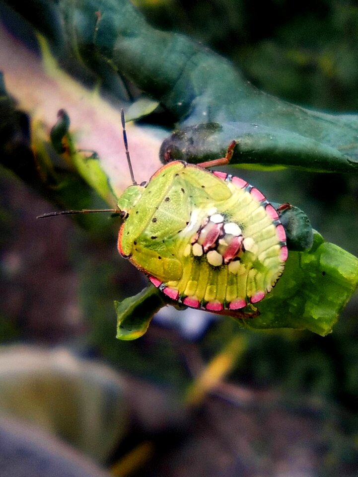 Beetle green small