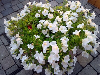 Flower plant botany