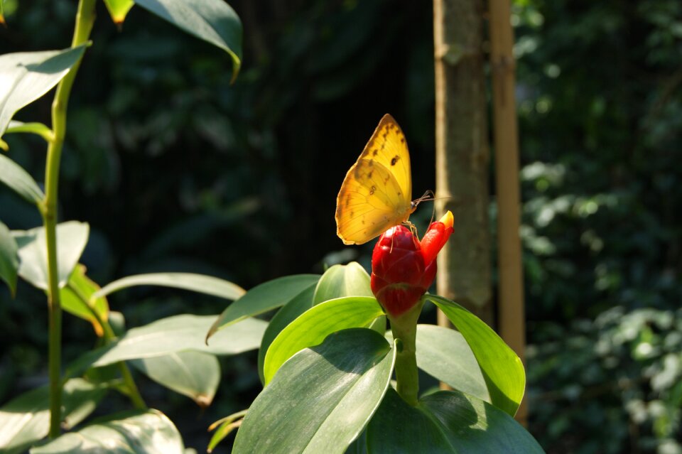 Insect butterfly a little