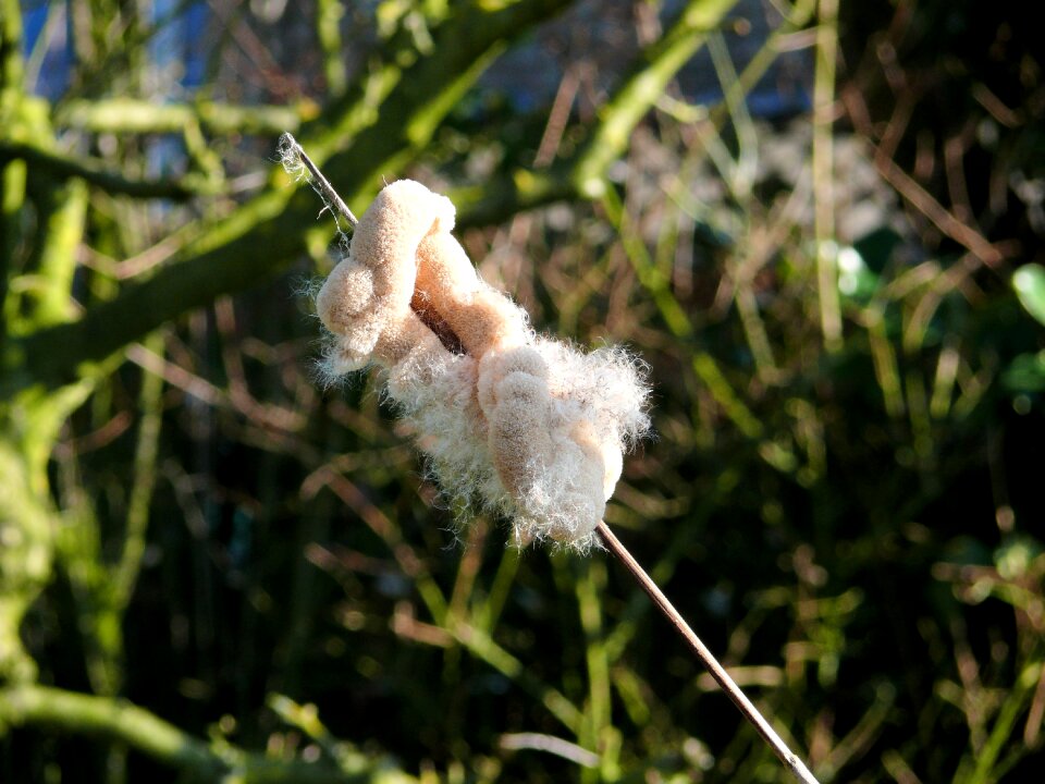 Plant cattail overblown