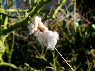 Plant cattail overblown