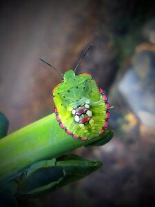 Insects character green