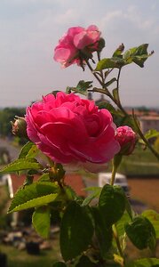 Spring colorful pink flower