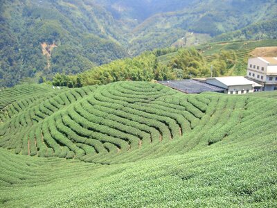 Tea garden tea cultivation tee