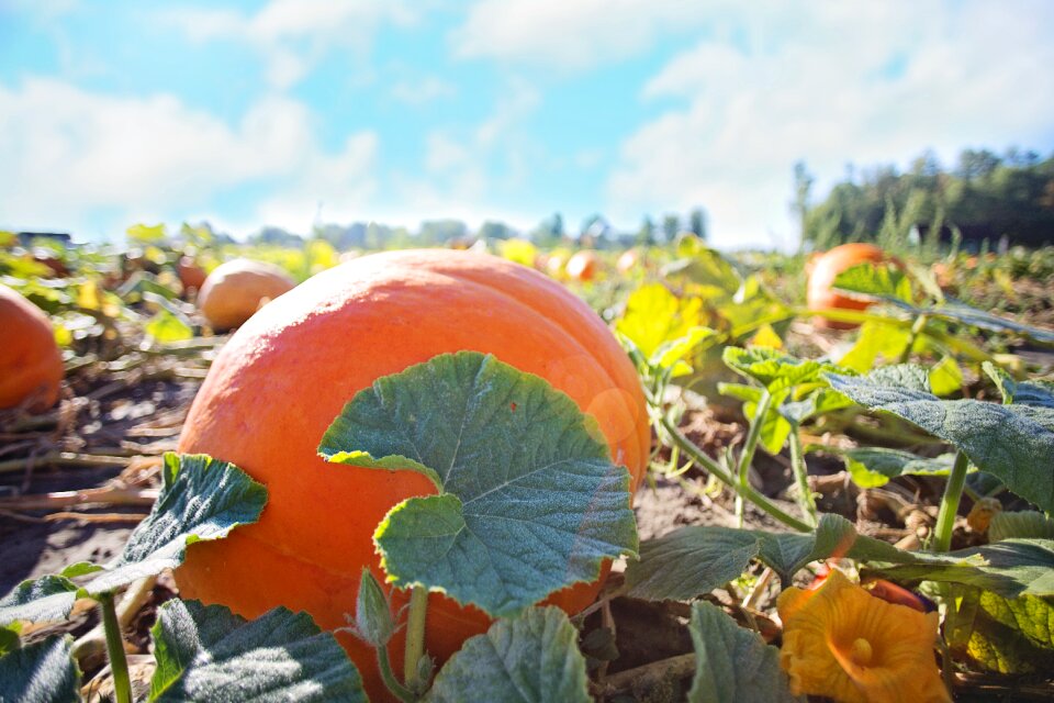 Fall orange harvest