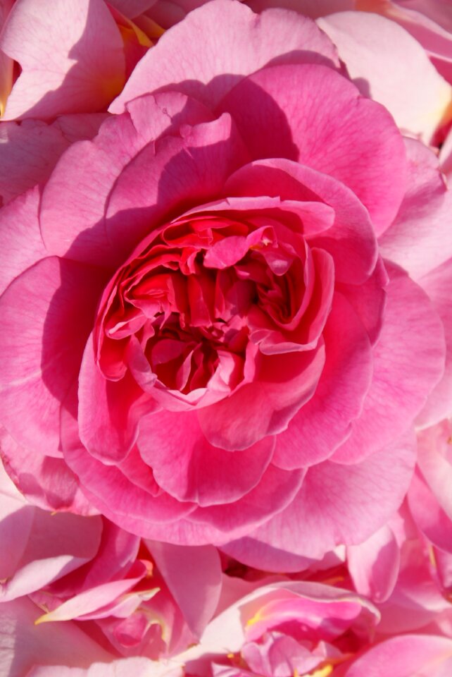 Rose rose flower flower photo