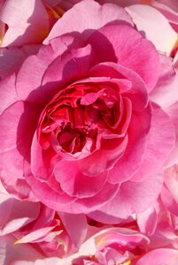 Rose rose flower flower photo