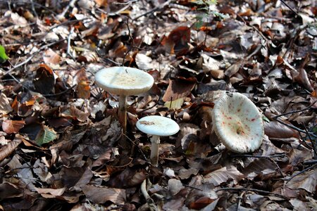 Autumn agaric beige