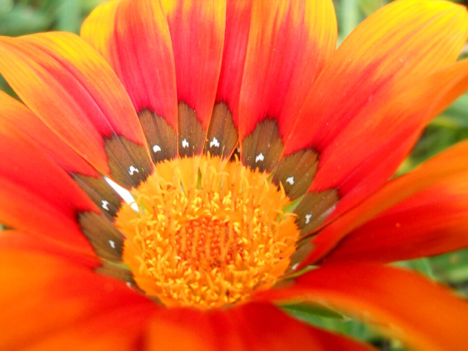 Nature spring delicate flower