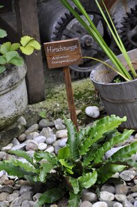 Nature hirschzunge asplenium scolopendrium