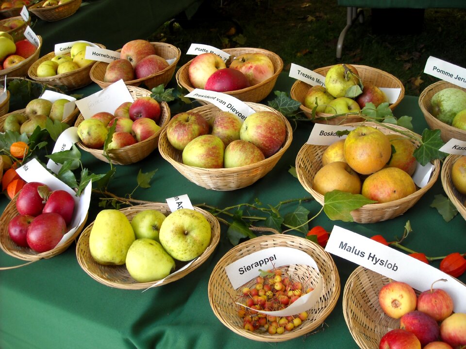 Apple varieties pomology fruit recognition