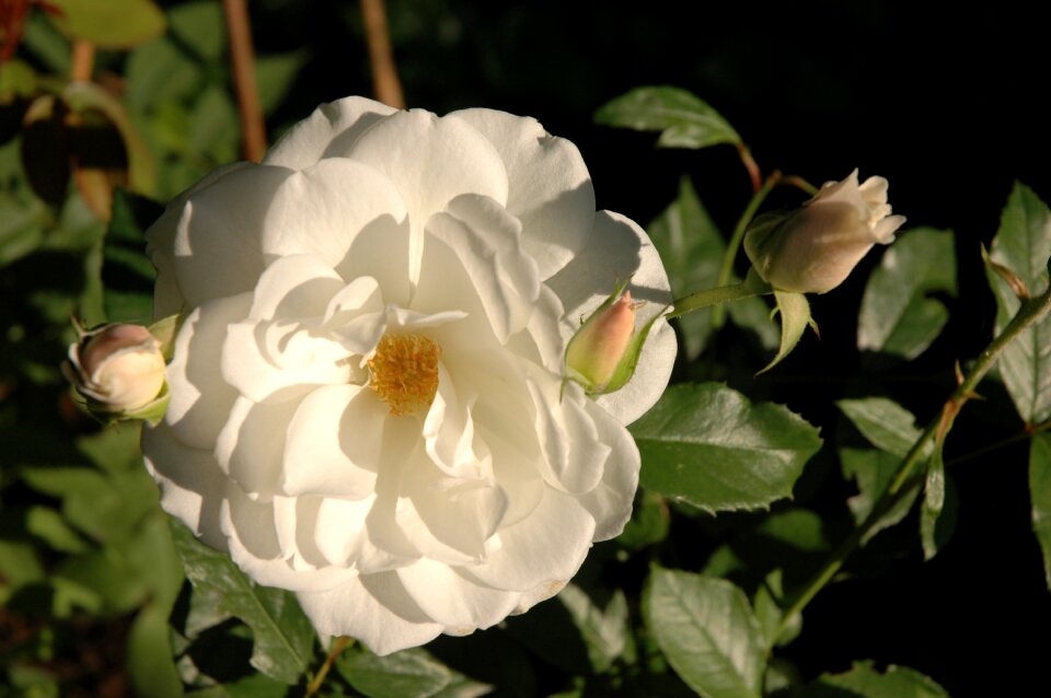 Flower nature floral