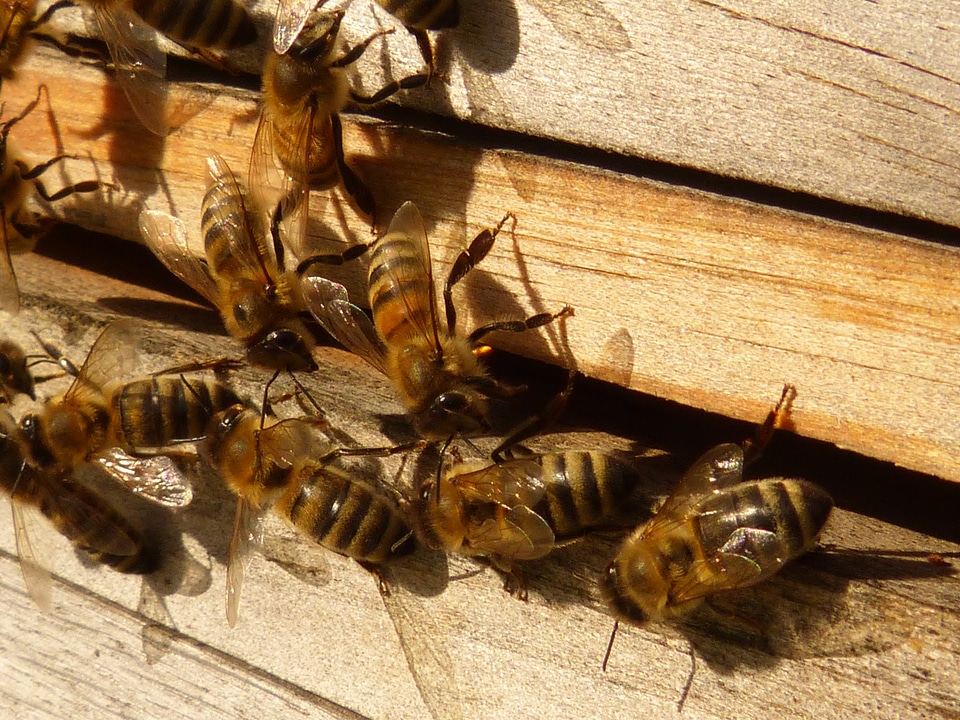 Beehive hive insect