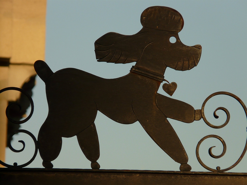 Silhouette animal backlighting