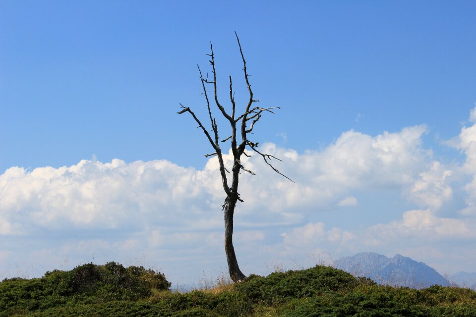 Tree death tree dry tree