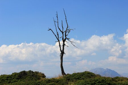 Tree death tree dry tree photo