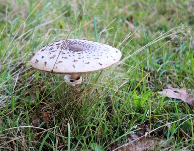 Beige forest grass