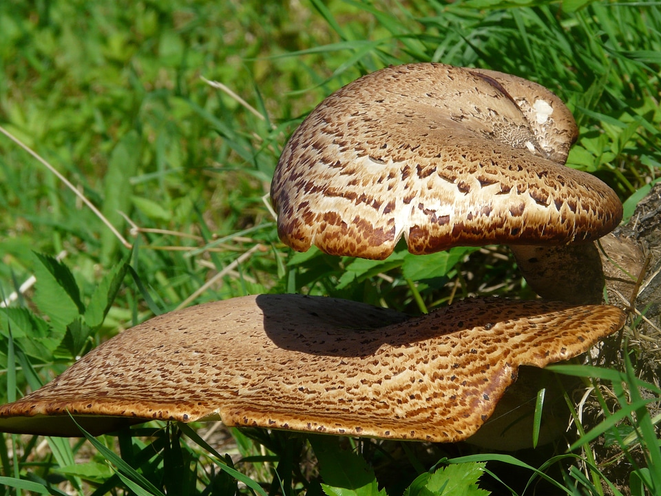 Polyporus squamosus fungal species log