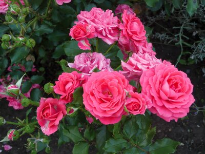 Bloom garden plant
