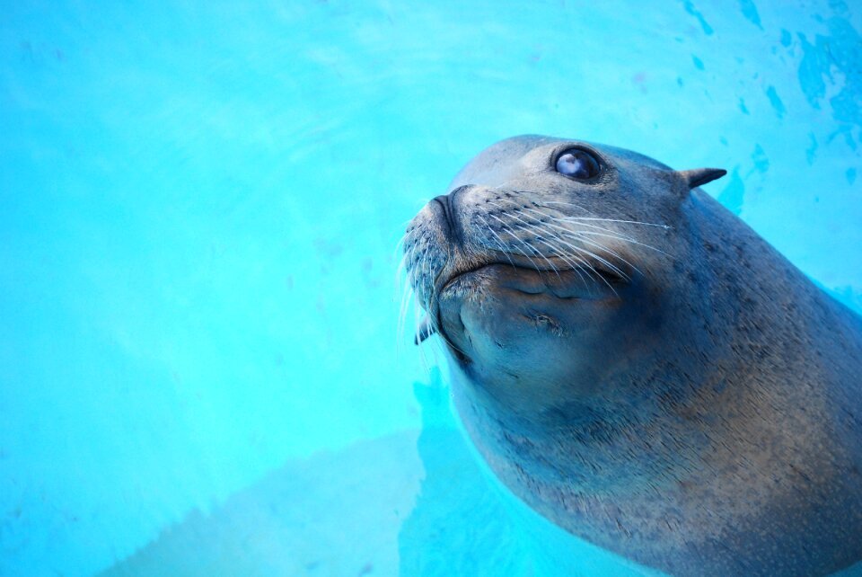 Nature mammal wildlife