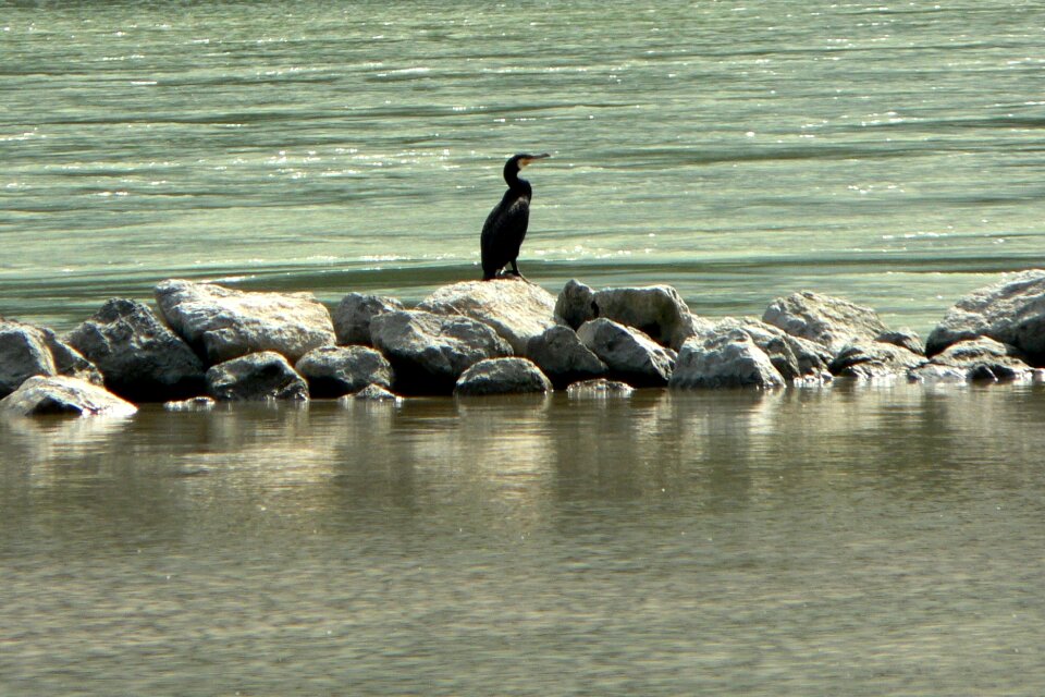 River bird cormorant