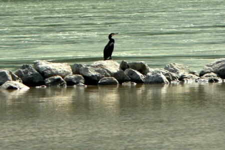 River bird cormorant